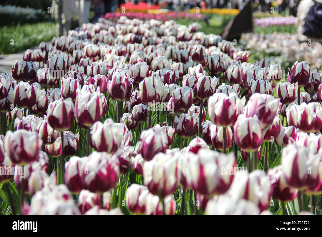 Field of red and white beautiful tulips close up. Spring time in ...