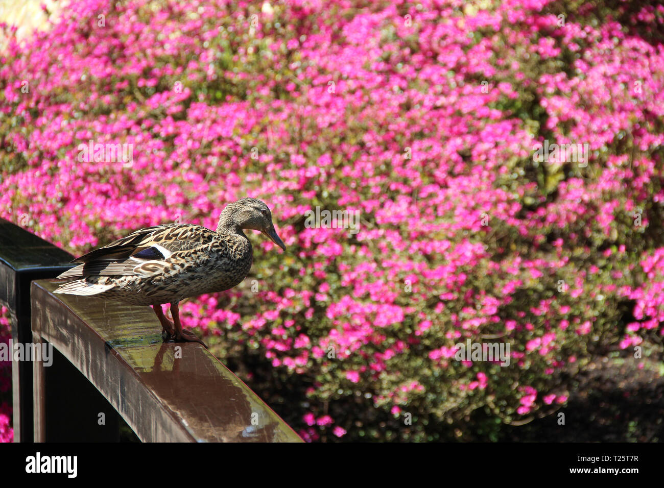 Bird duck on wooden rail bridge under sunlight. Big beautiful pink bush. Spring time in Keukenhof flower garden, Netherlands Stock Photo