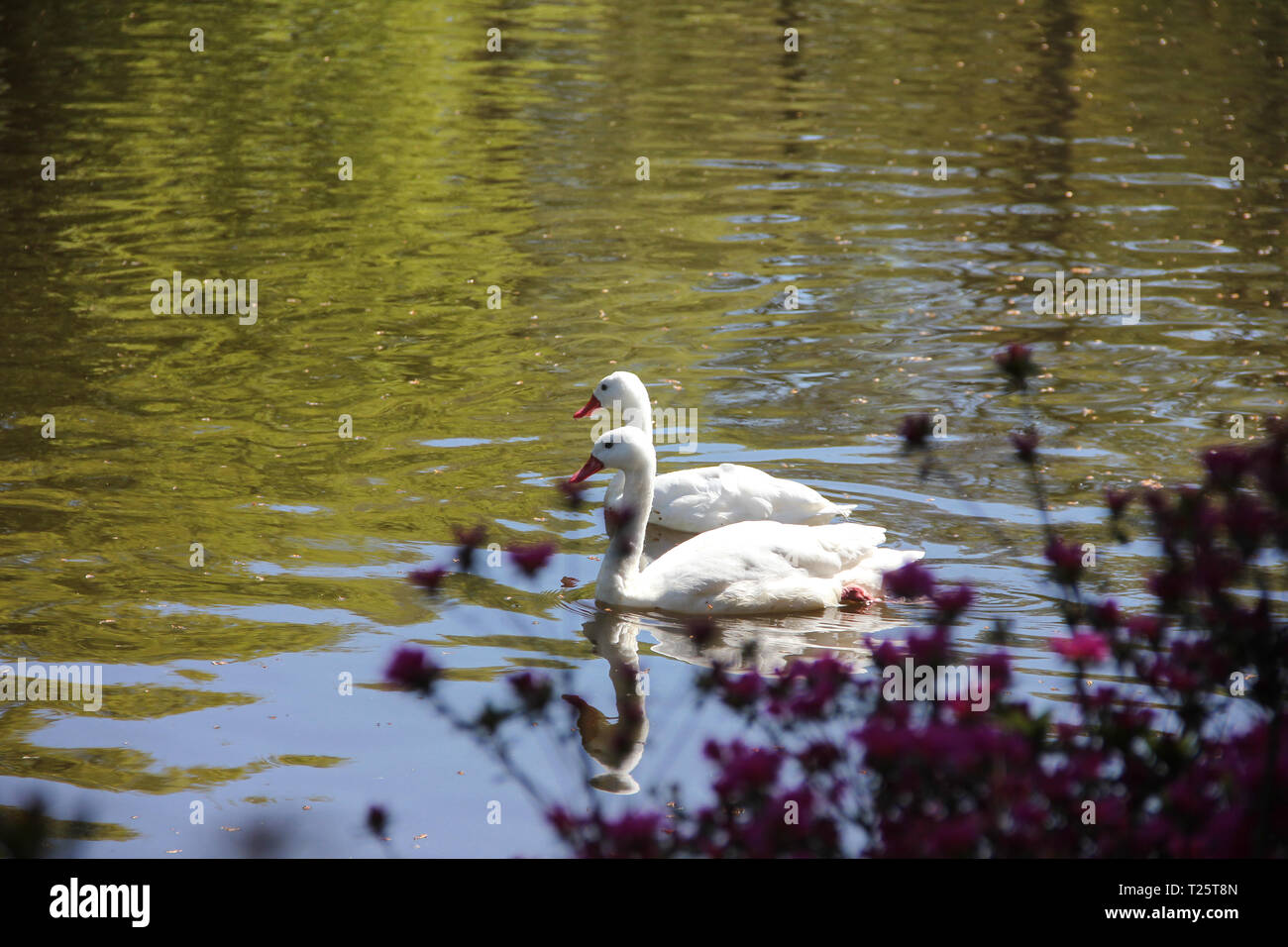 White bird duck goose on lake water behind beautiful pink bush. Spring time in Keukenhof flower garden, Netherlands Stock Photo