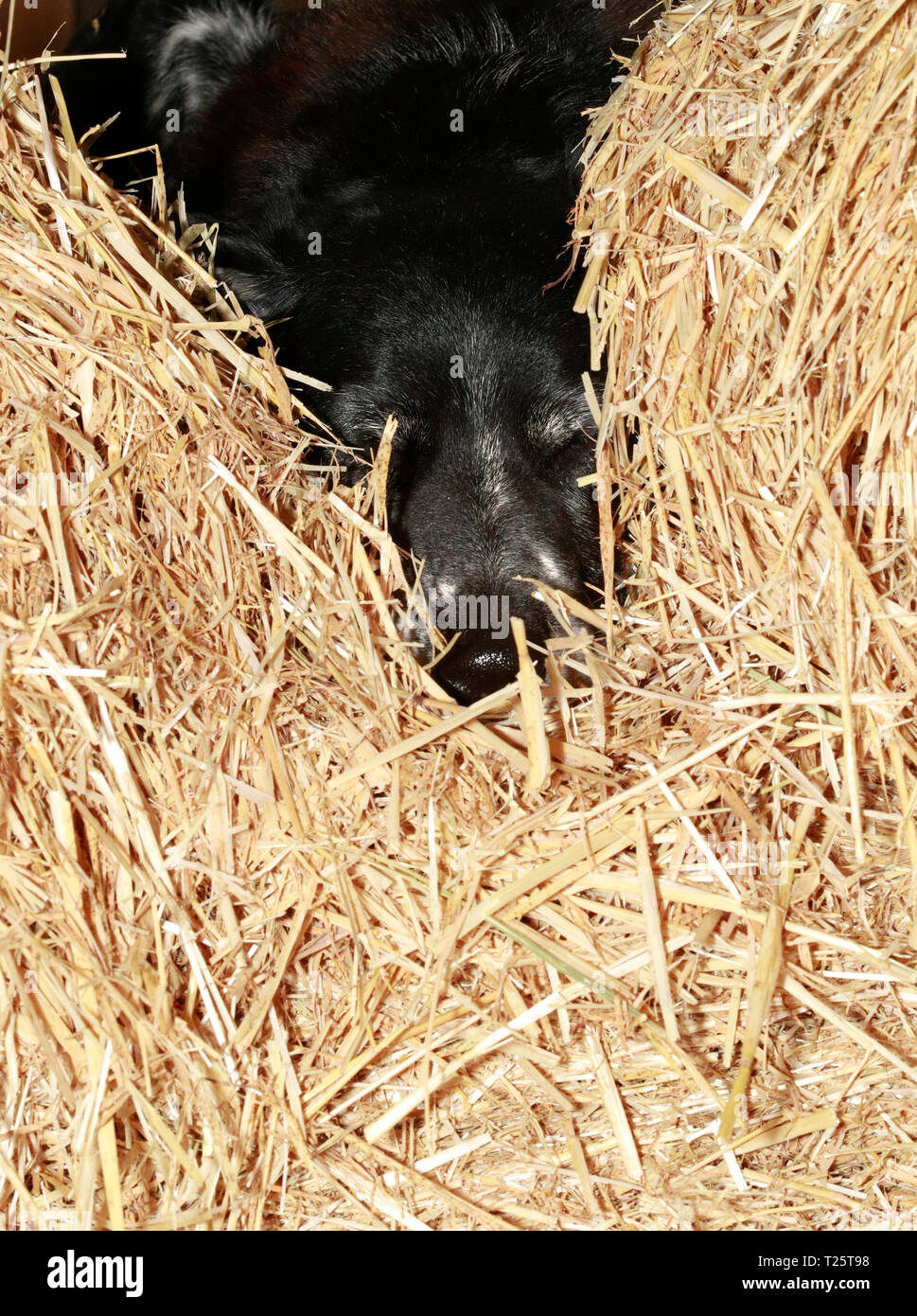 Black dog sleeping / hiding in a barn. France Stock Photo