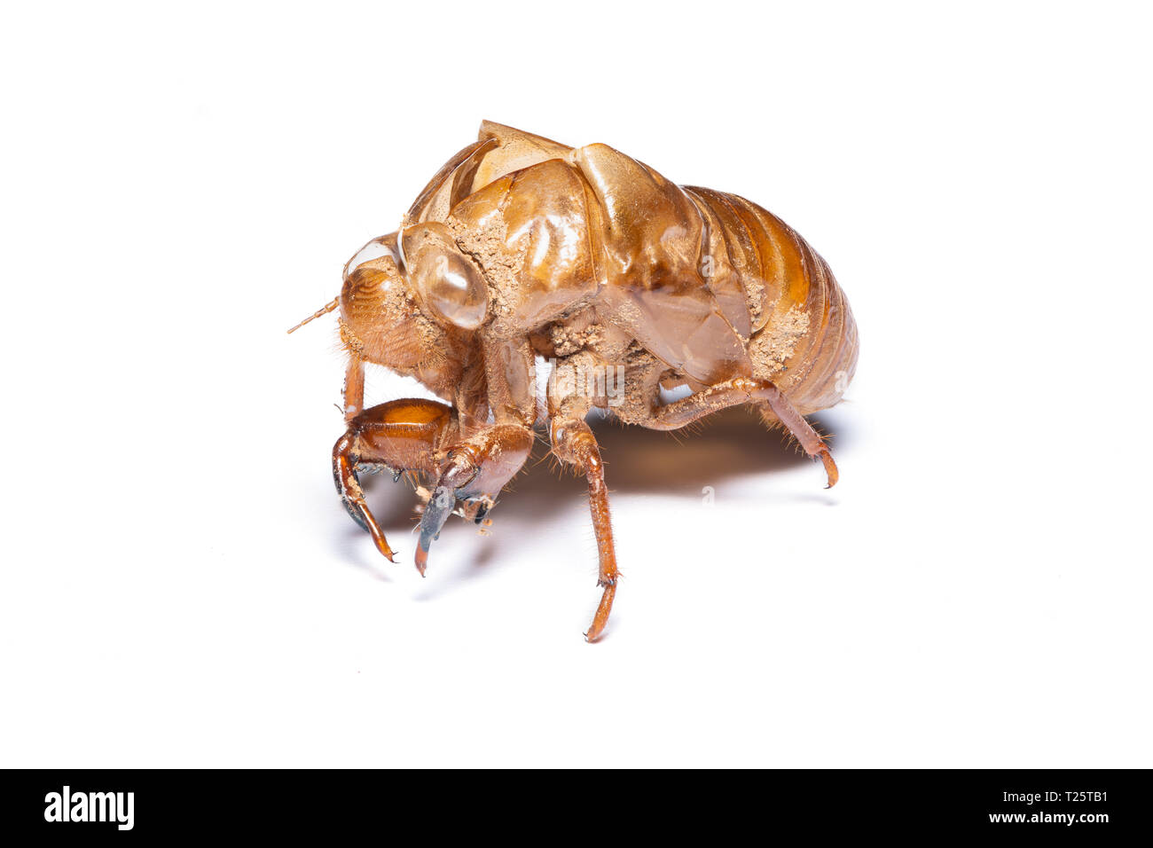 Close-up photo of empty cicada shell isolated on white background Stock Photo