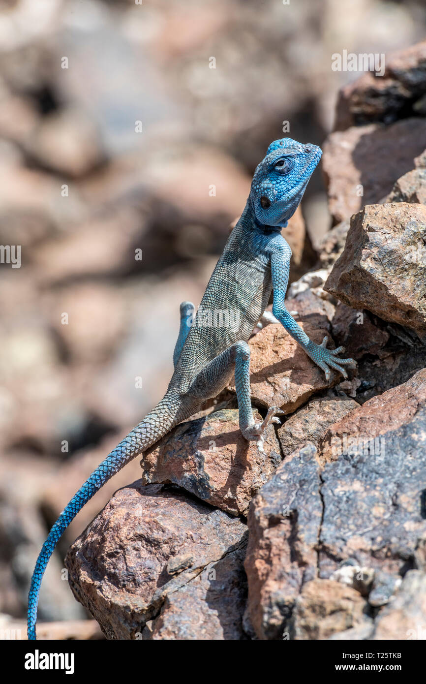 Sinai Agama (Pseudotrapelus sinaitus) with his sky-blue coloration in his rocky habitat, found in the Mountains Stock Photo