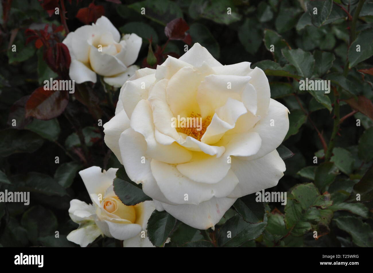 Rose garden new zealand hires stock photography and images Alamy