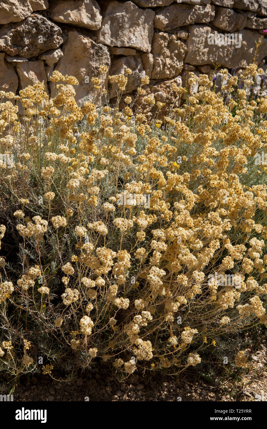 Helichrysum italicum is a flowering plant of the daisy family Asteraceae. It is sometimes called the curry plant because of the strong smell of its le Stock Photo
