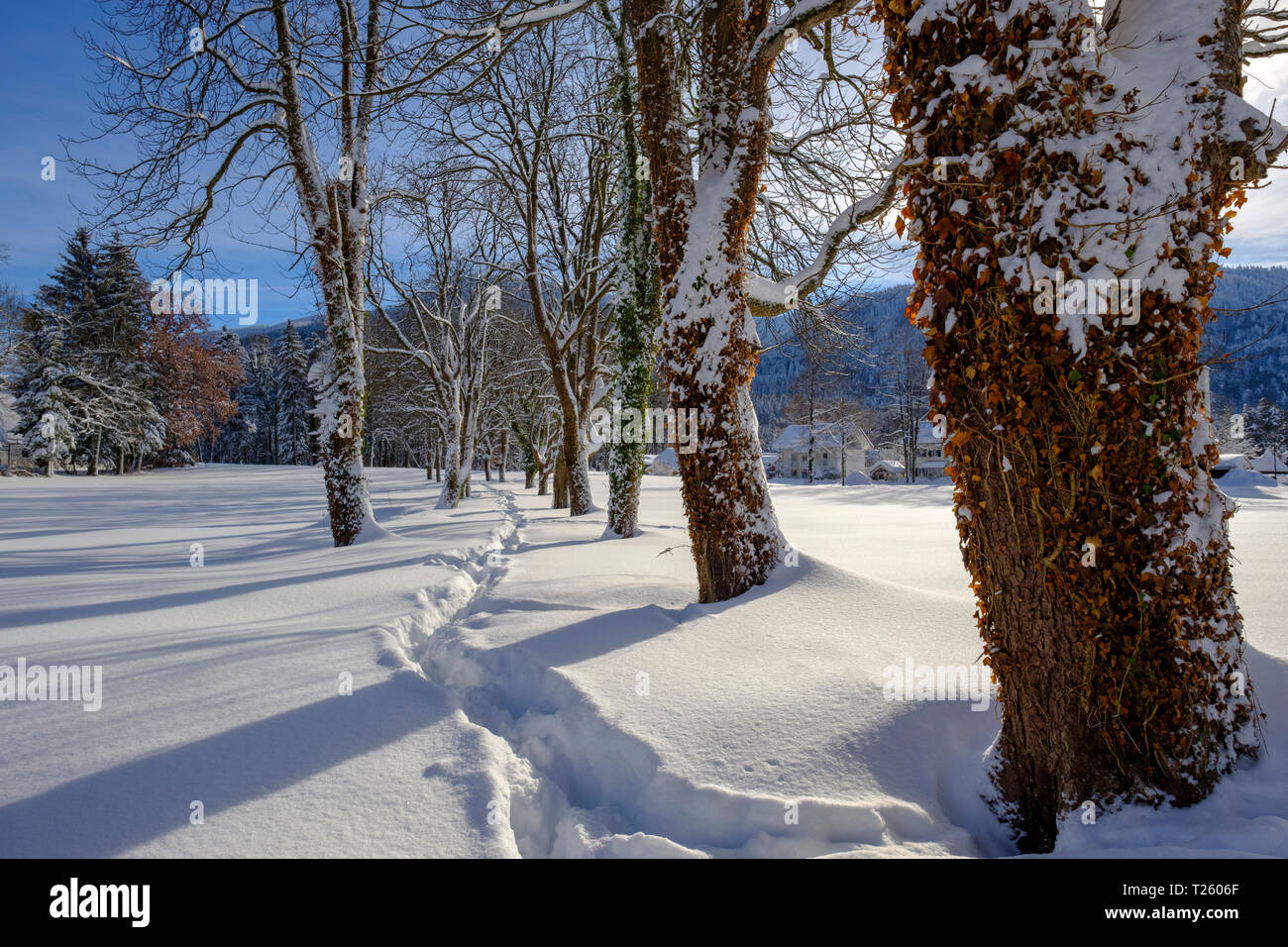 Germany, Bavaria, Bad Heilbrunn, tree-lined path in winter landscape Stock Photo