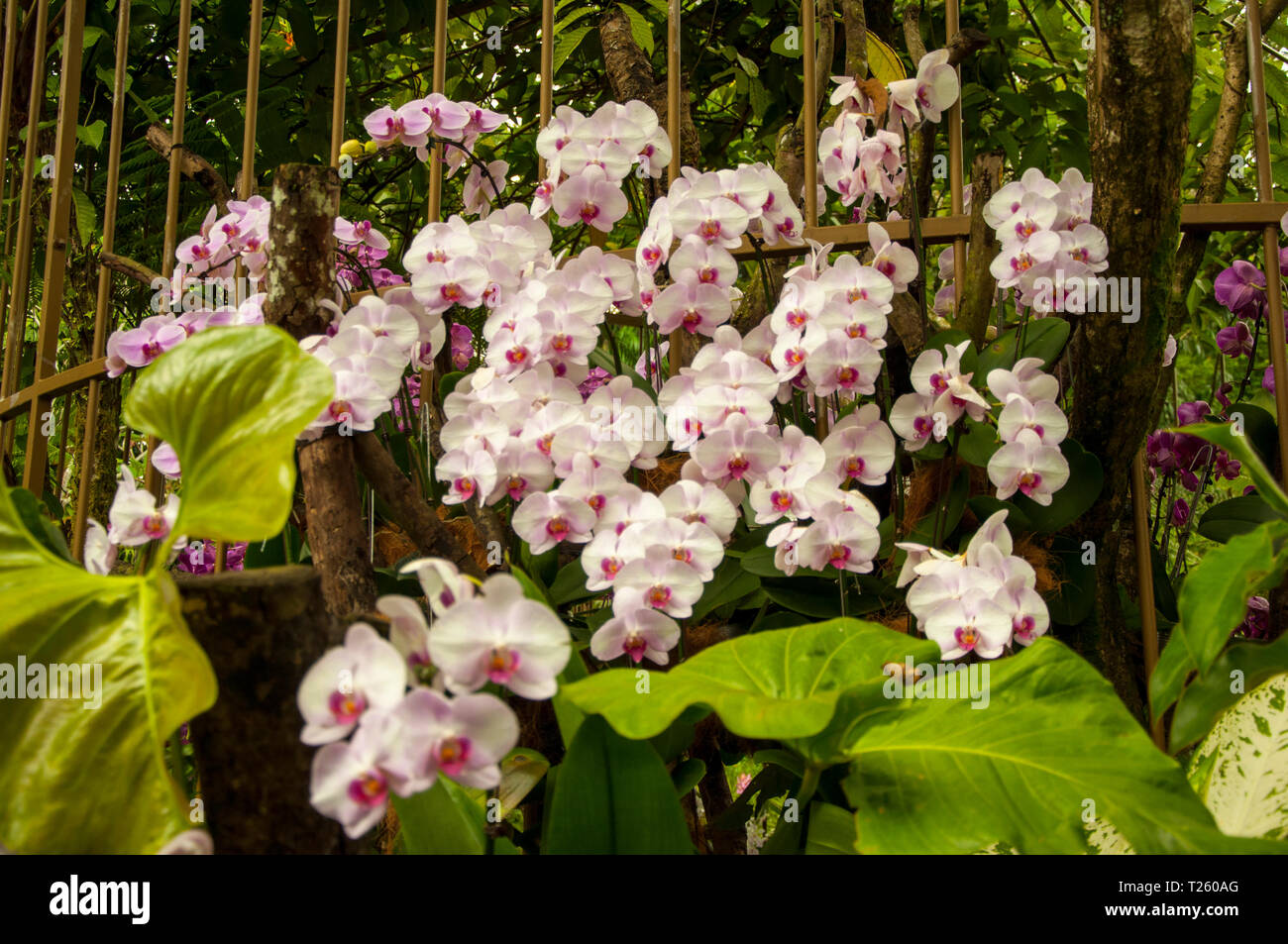 Healthy orchids hi-res stock photography and images - Alamy