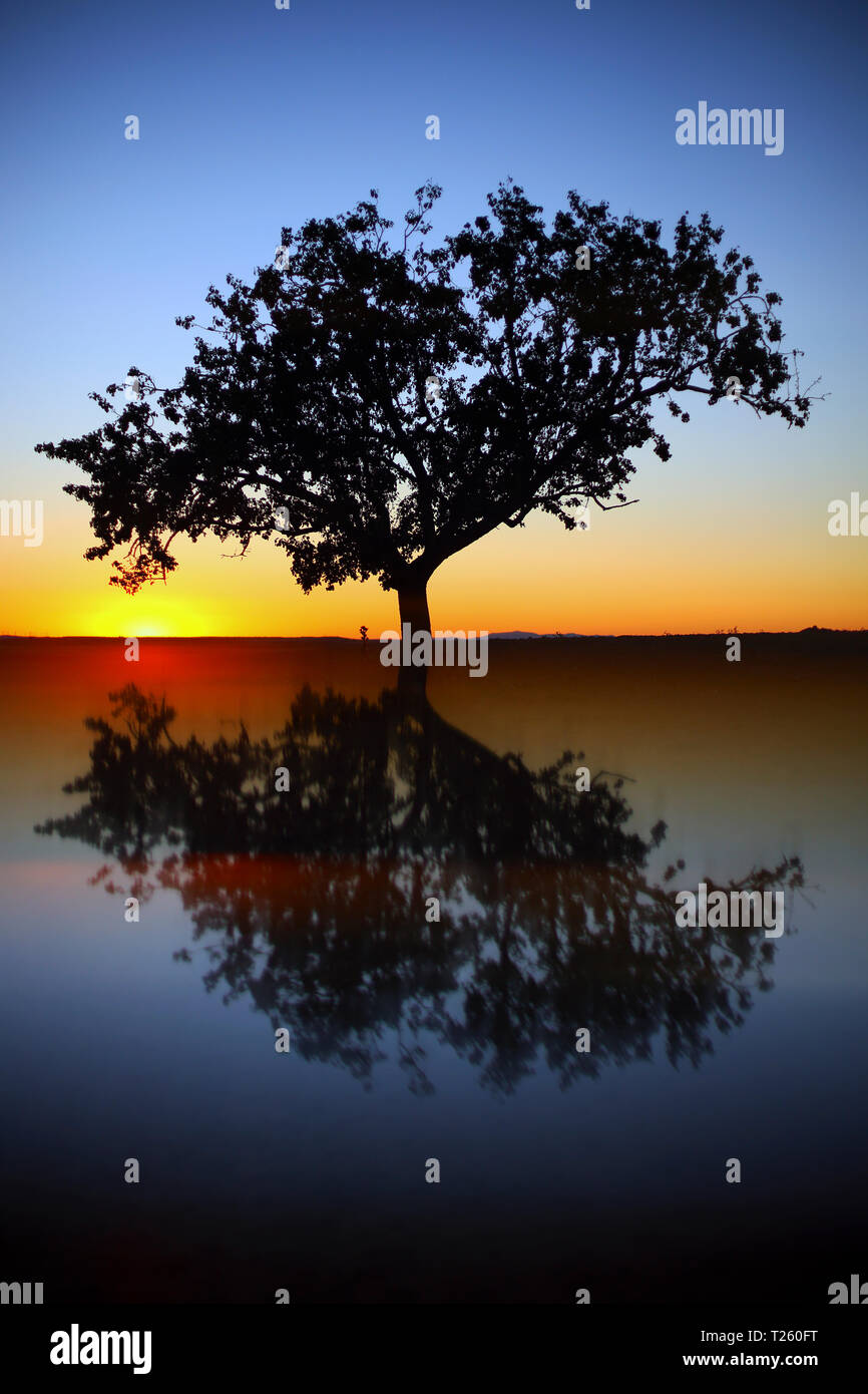 Silhouette and reflection of pine tree at sunrise Stock Photo - Alamy