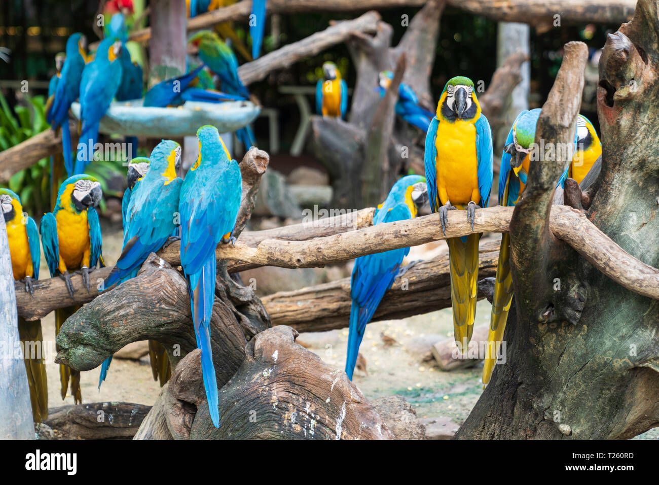 Colorful blue and yellow parrots on tree background. Stock Photo