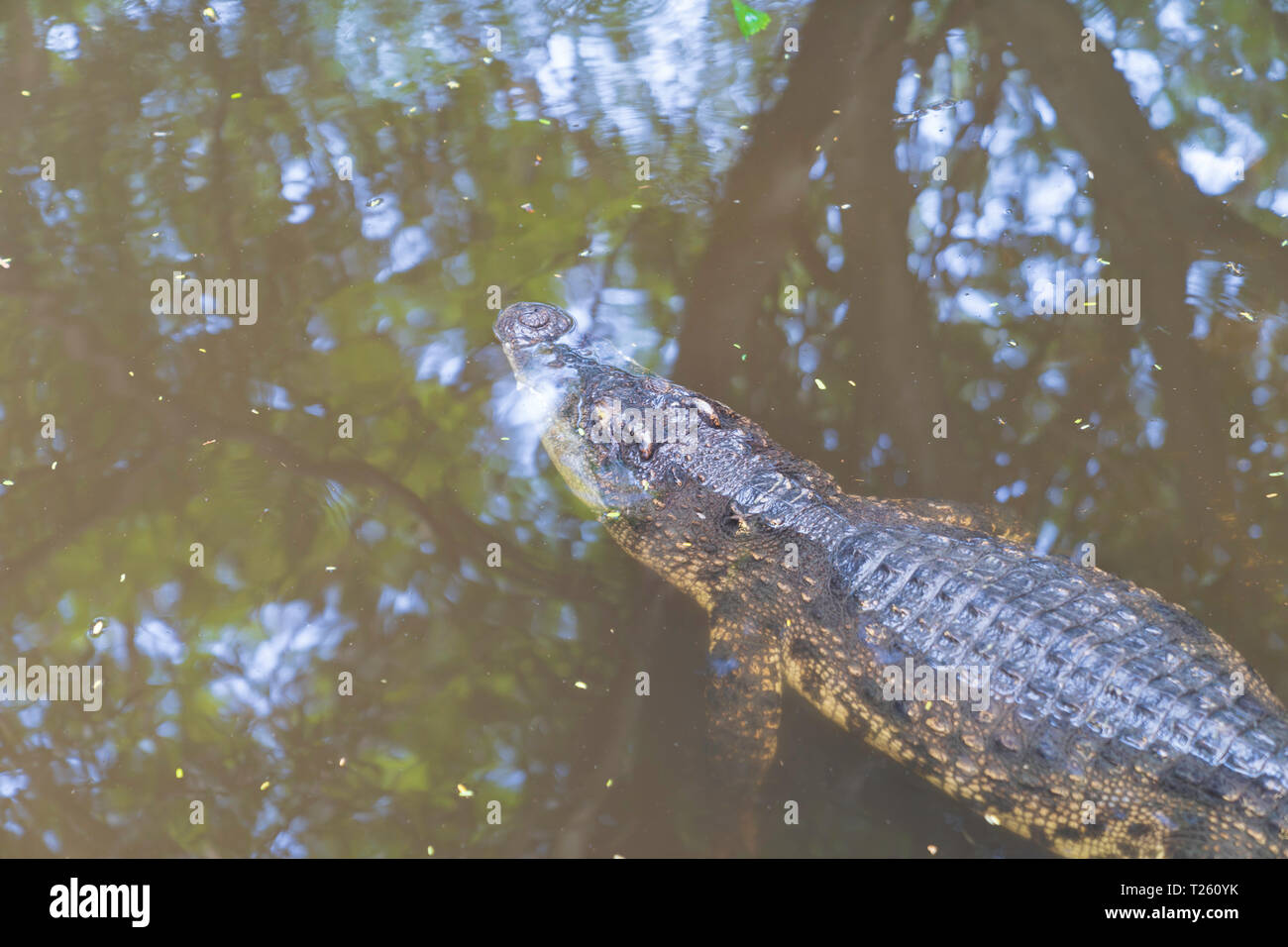 Asia big crocodile on river background, animal dangerous concept. Stock Photo