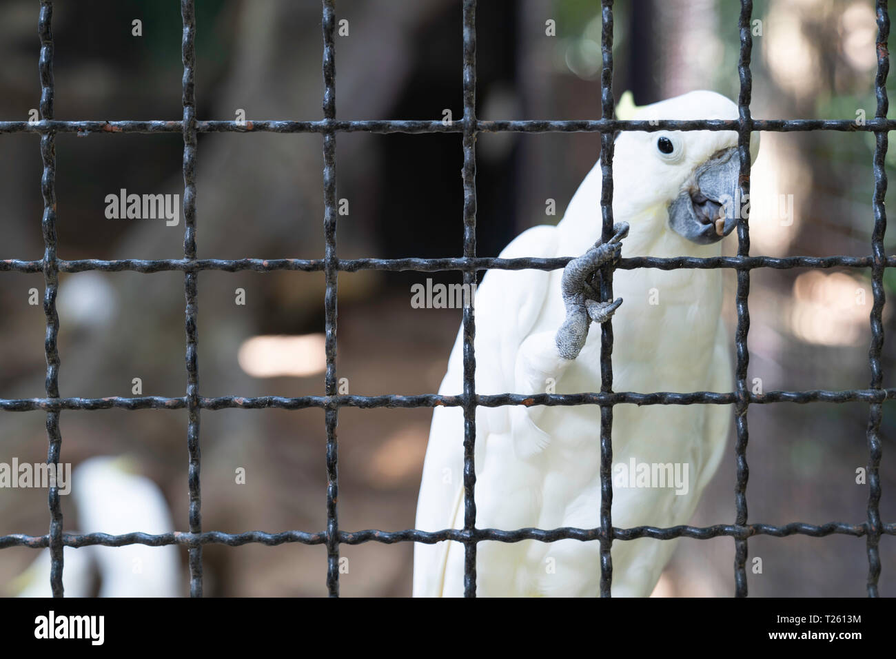 White cockatoo bird in the cage background Stock Photo Alamy