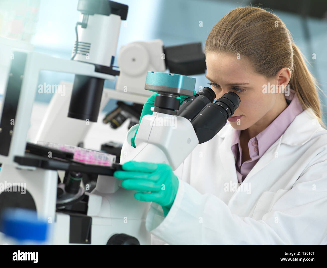 Cell Research, Scientist viewing cells in a multi well plate under the microscope in the laboratory Stock Photo