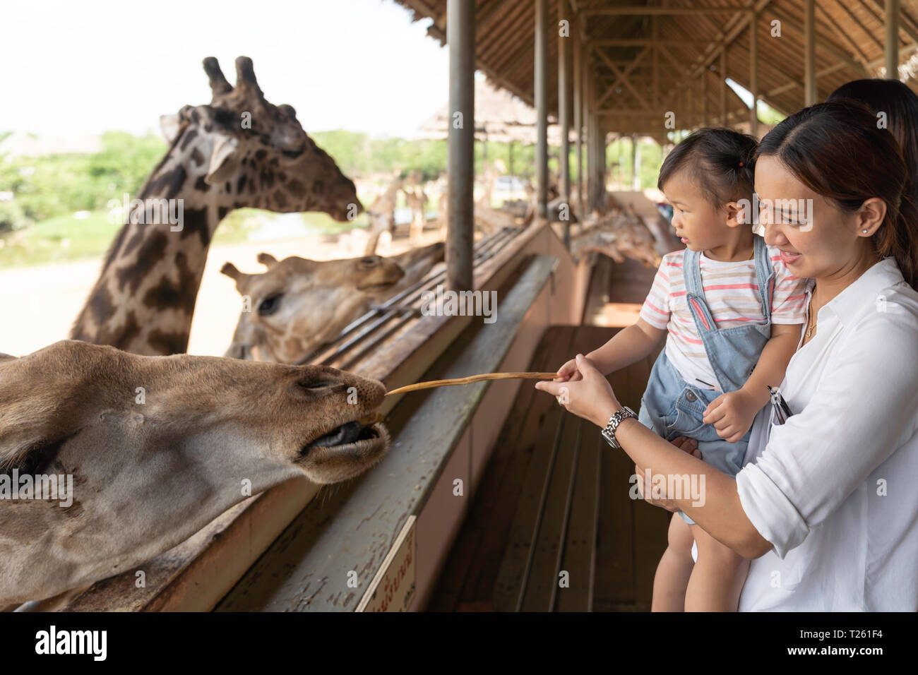 Asian cute baby girl feeding on your hand for big giraffe in animal farm background, summer vacation holiday travel, family life style concept. Stock Photo