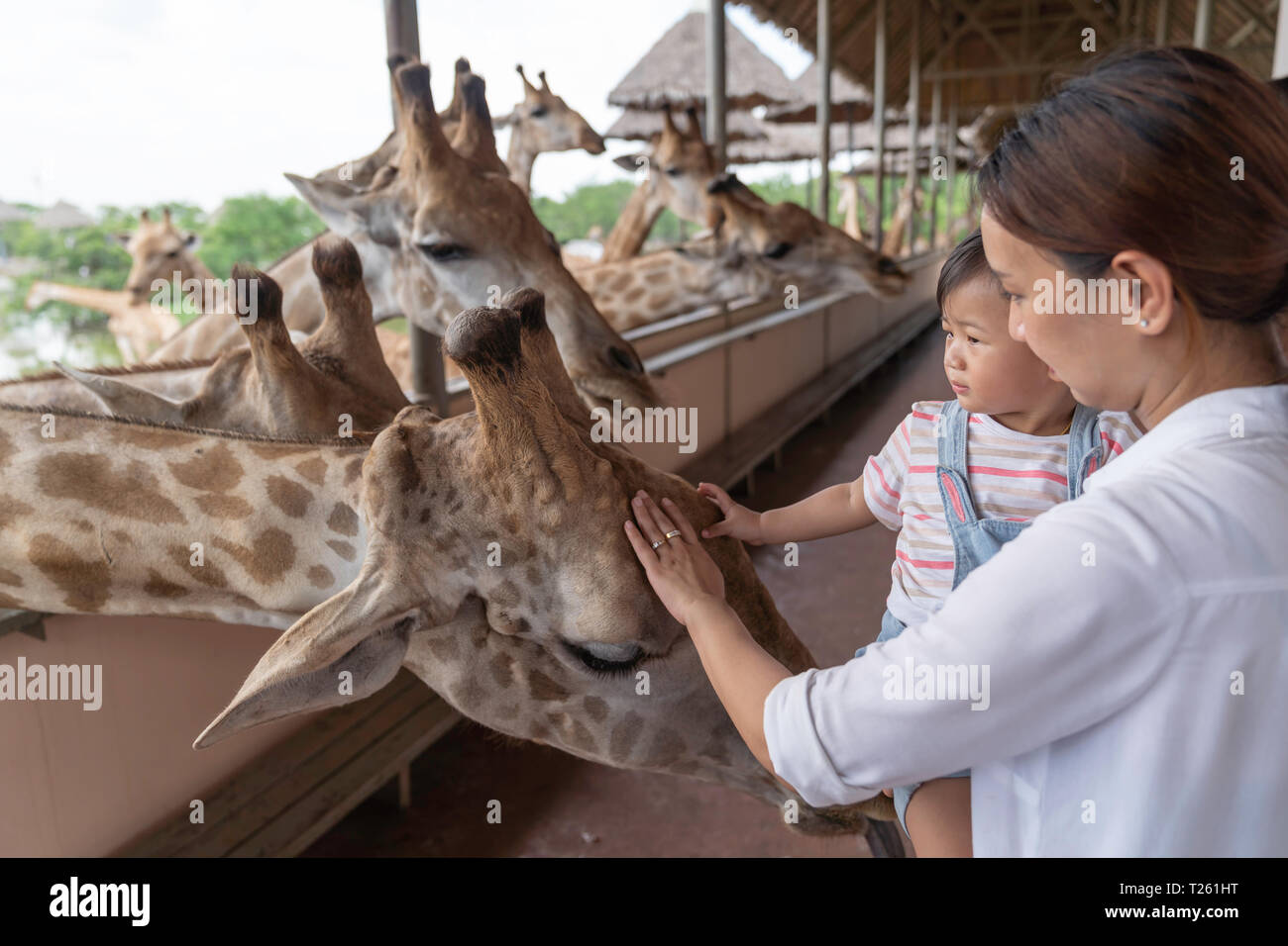 Asian cute baby girl touch on your hand for big giraffe in animal farm background, summer vacation holiday travel, family life style concept. Stock Photo