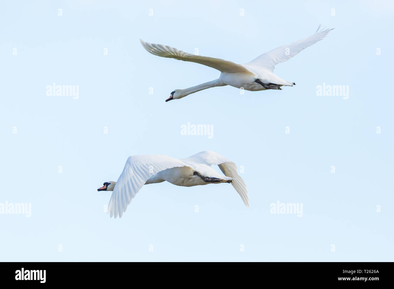 two isolated natural white mute swans (cygnus olor) in flight, spread wings Stock Photo