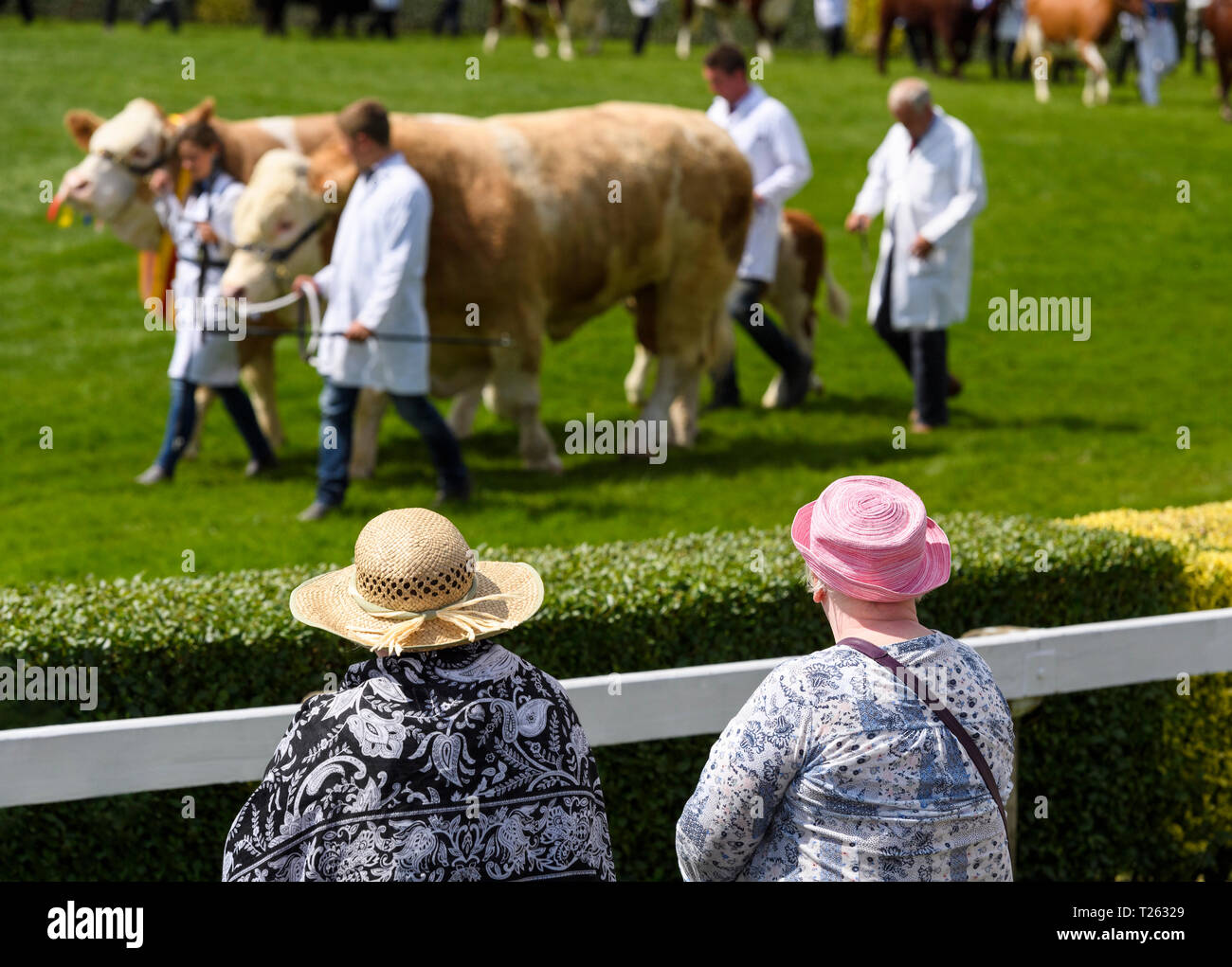 Pair of continental beef cattle walk with handlers around arena watched by spectators in sun hats - The Great Yorkshire Show, Harrogate, England, UK. Stock Photo