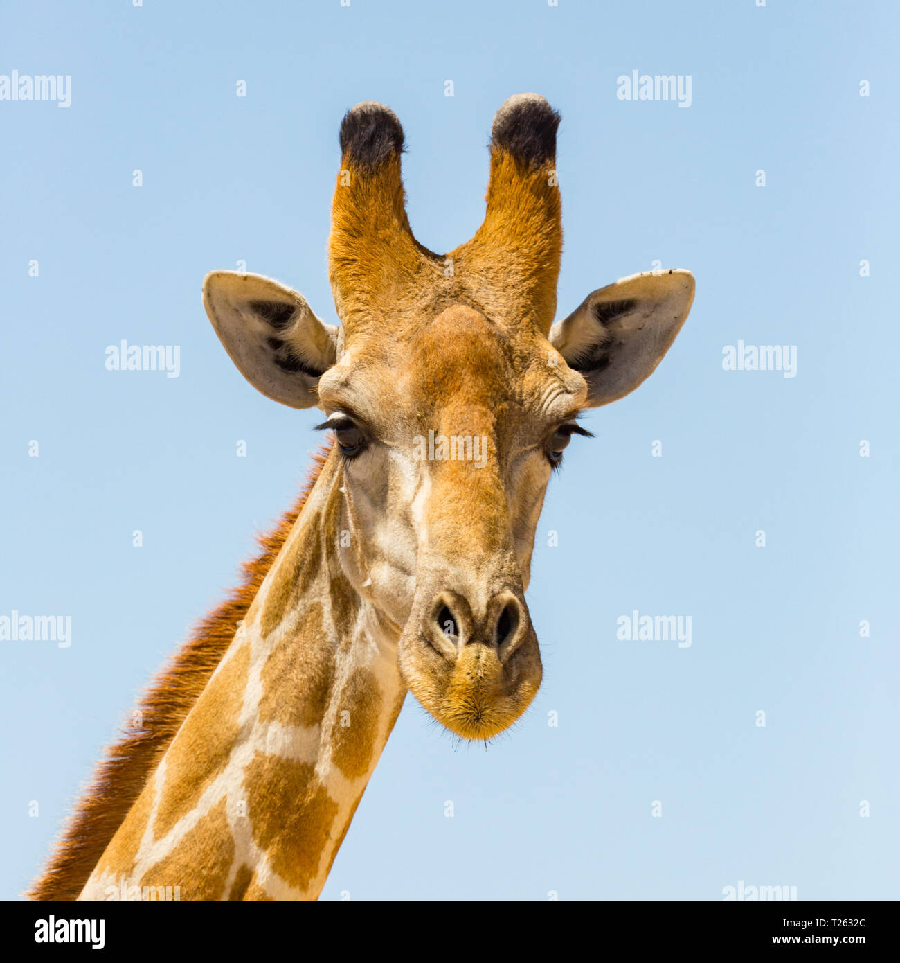 detailed front view portrait of natural giraffe head, blue sky Stock