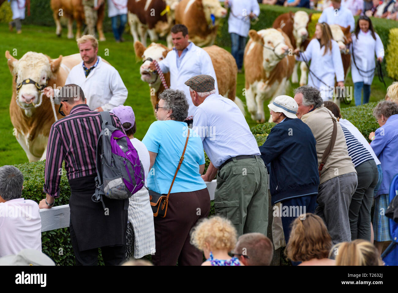 Continental beef & dairy cattle (simmental) parade with handlers around arena watched by big crowd - The Great Yorkshire Show, Harrogate, England, UK. Stock Photo