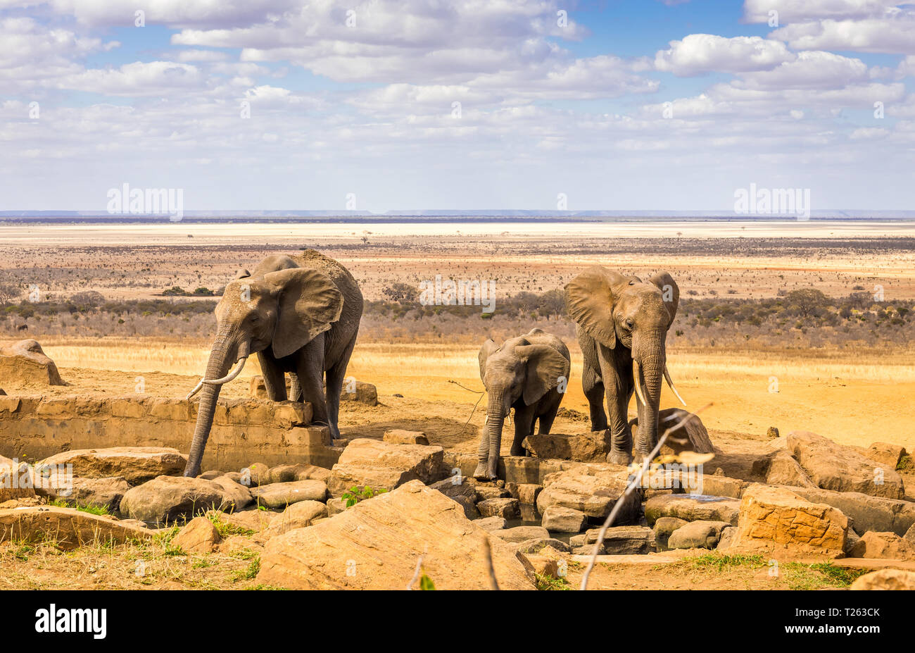 African savannah grassland hi-res stock photography and images - Alamy