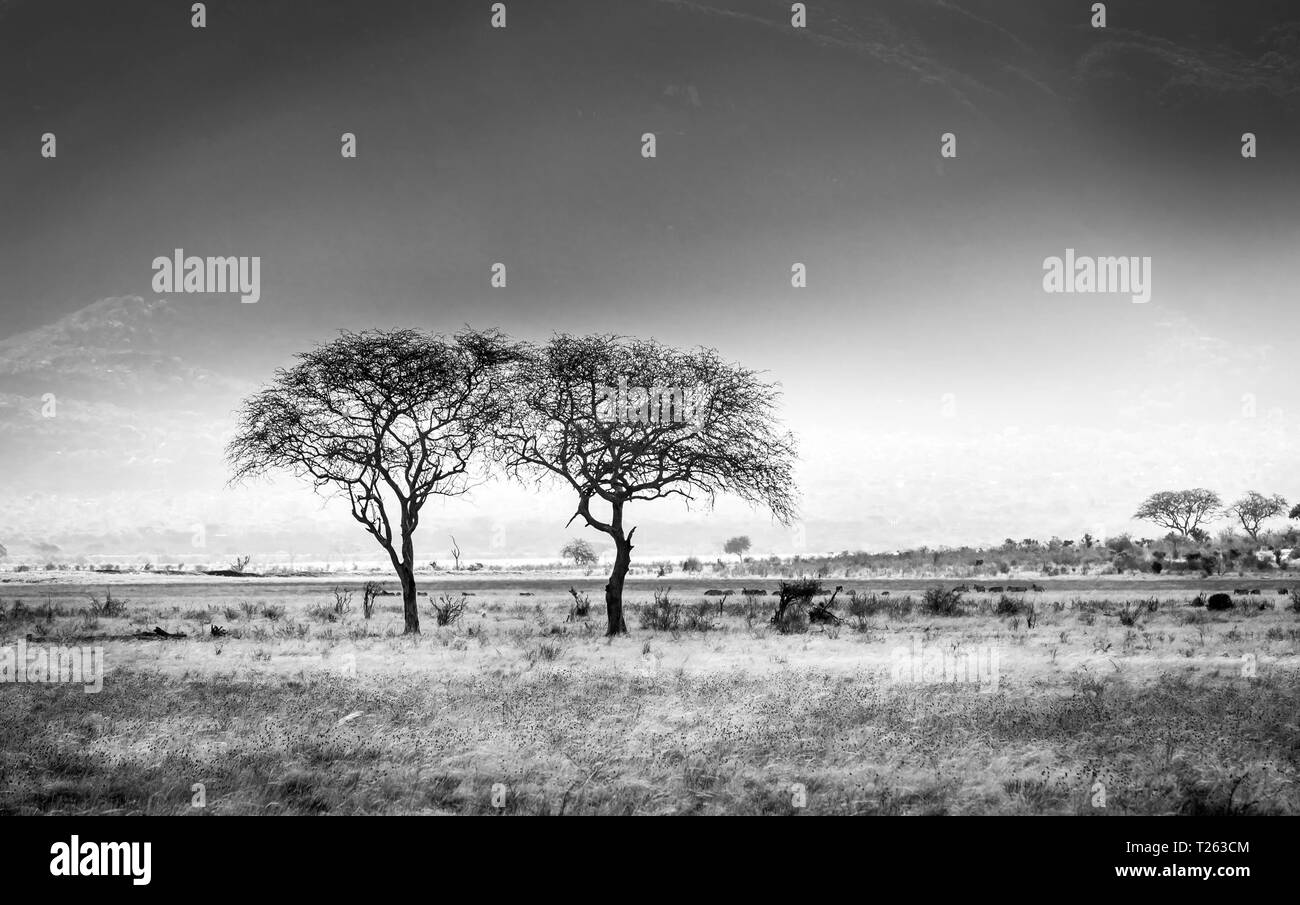 Black and white african savannah plains scenery in Kenya Stock Photo