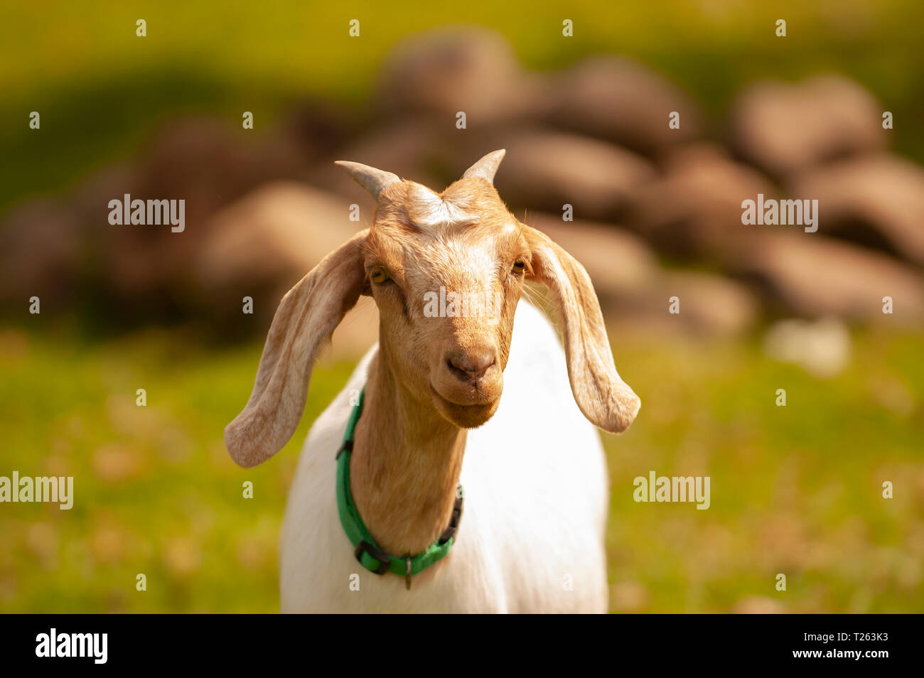 Australian Goat Industry High Resolution Stock Photography and Images -  Alamy