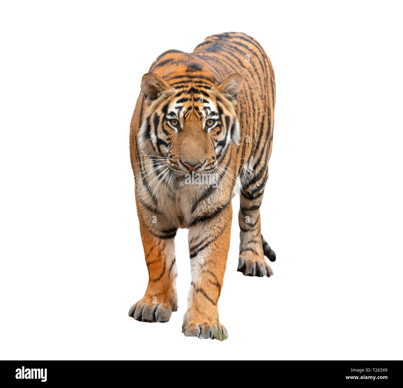 bengal tiger isolated on white background Stock Photo - Alamy