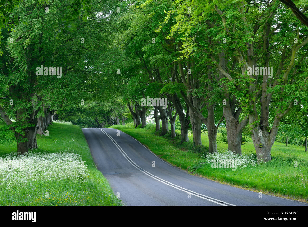 Beech tree lined road near Wimborne. Wimborne, Dorset, England, UK