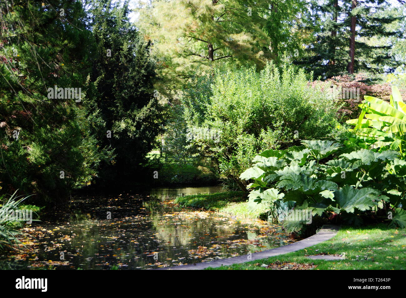 idyllic pond with abundant vegetation Stock Photo