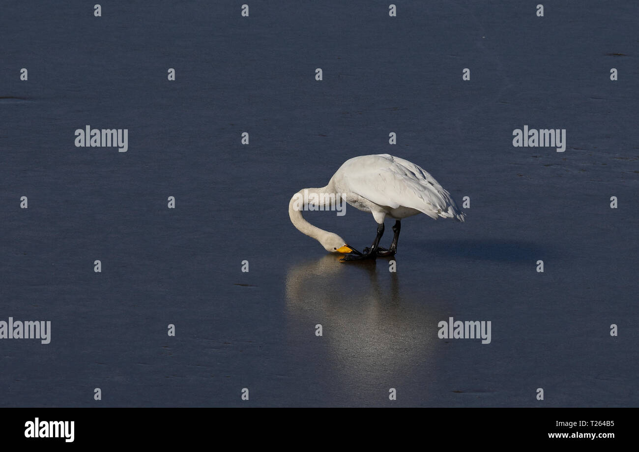 Mirror test animals hires stock photography and images Alamy