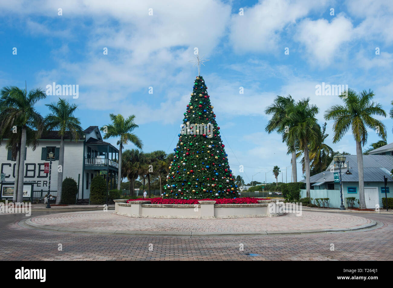 USA, Florida, Key West, Christmas tree Stock Photo Alamy
