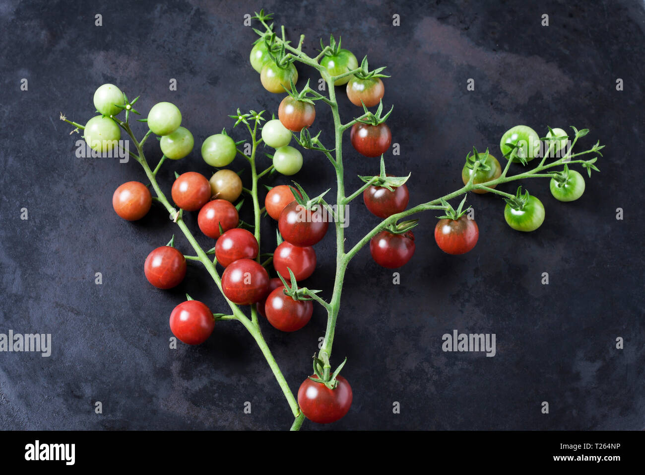 Risp tomatoes 'Black Cherry' on dark ground Stock Photo