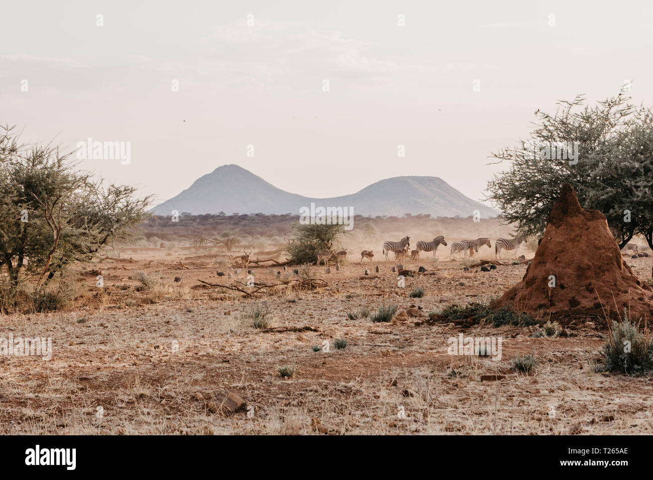 Africa, Namibia, Erindi Private Game Reserve Stock Photo - Alamy