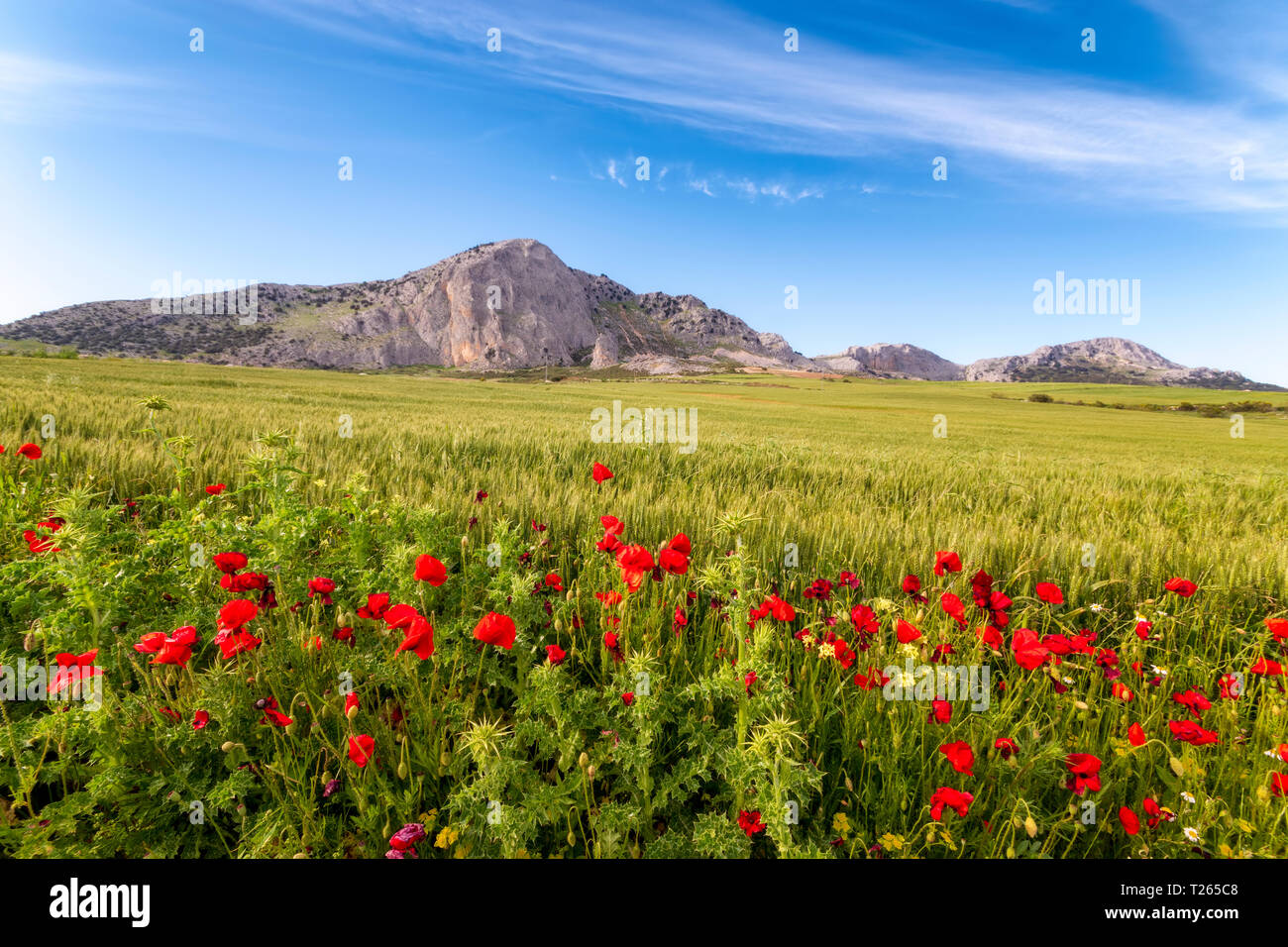 Andalucia spain field hi-res stock photography and images - Alamy