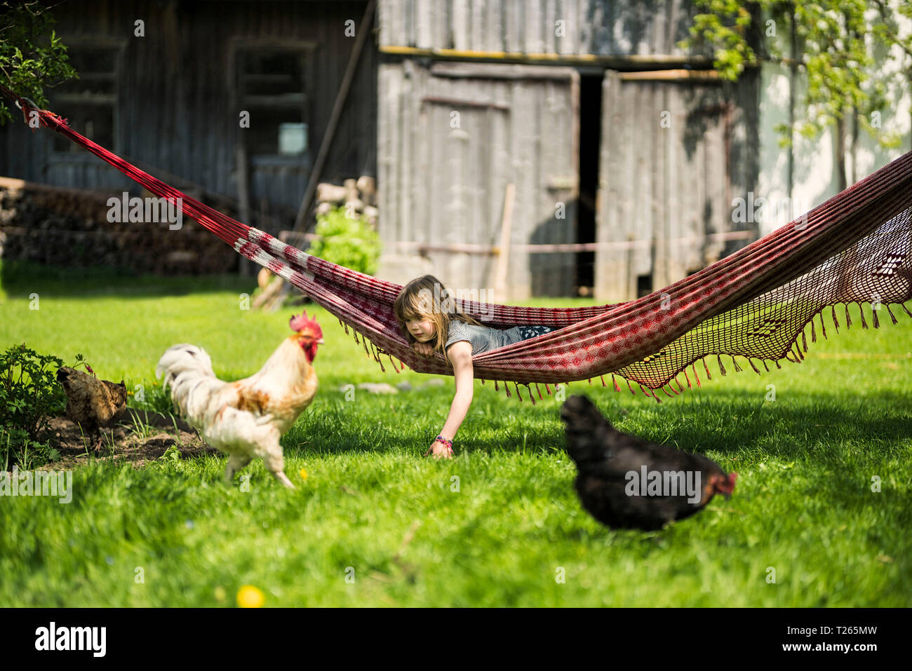 Girl relaxing in hammock in garden of a farm with chicken in foreground  Stock Photo - Alamy