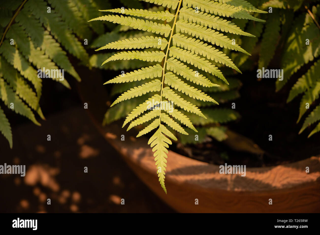 Beautyful ferns leaves natural hi-res stock photography and images - Alamy