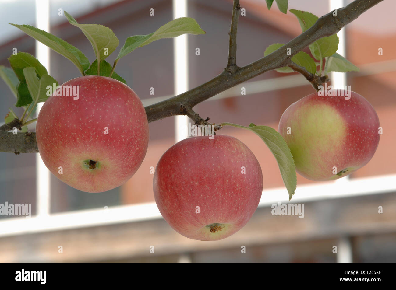 Raw Red Organic Envy Apples Stock Image - Image of delicious, snack:  129301291