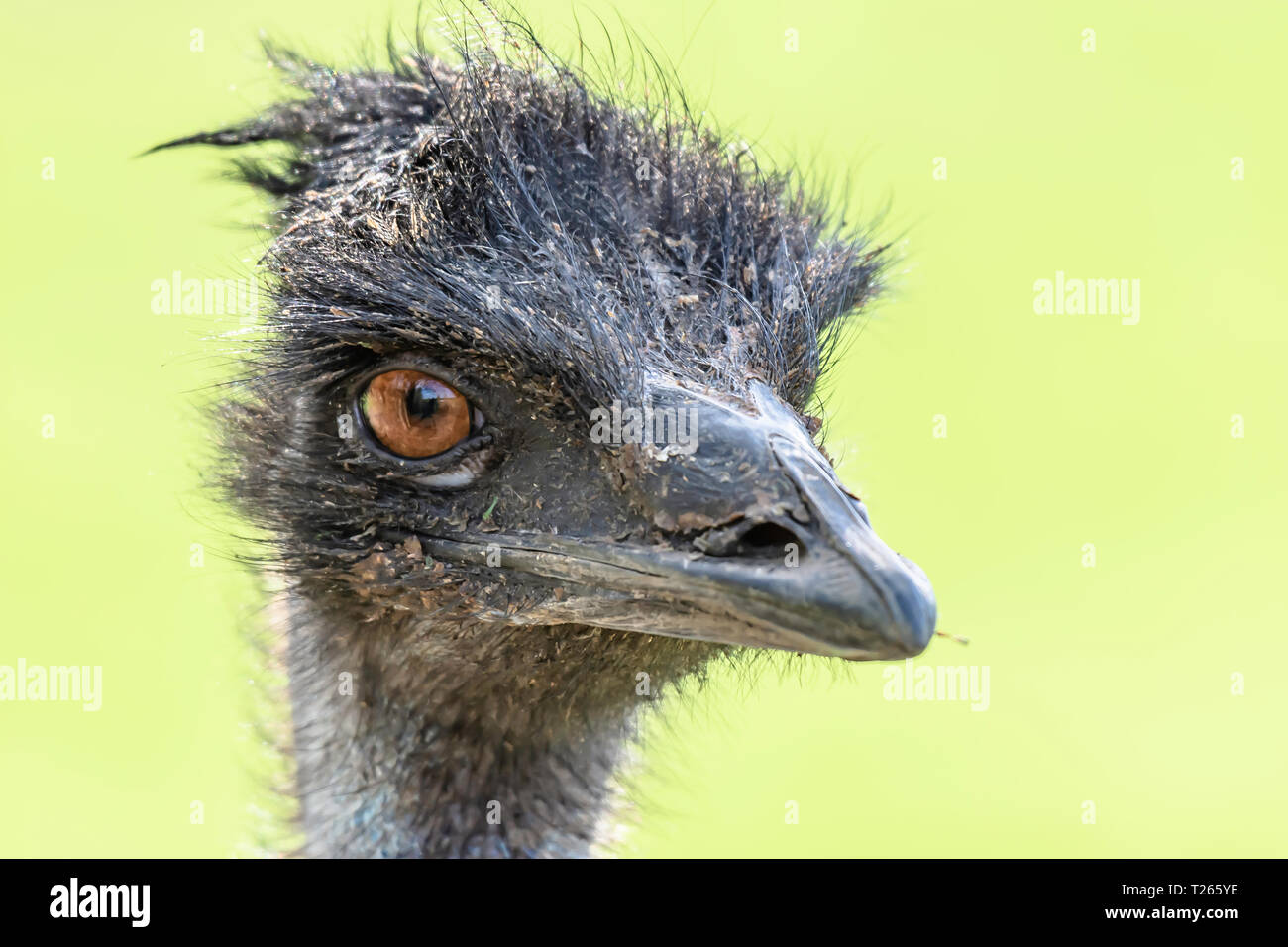 Close up portrait of emu ostrich looking in camera with blurred background and copy space.Animal head.Wildlife photography.Largest, flightless bird. Stock Photo