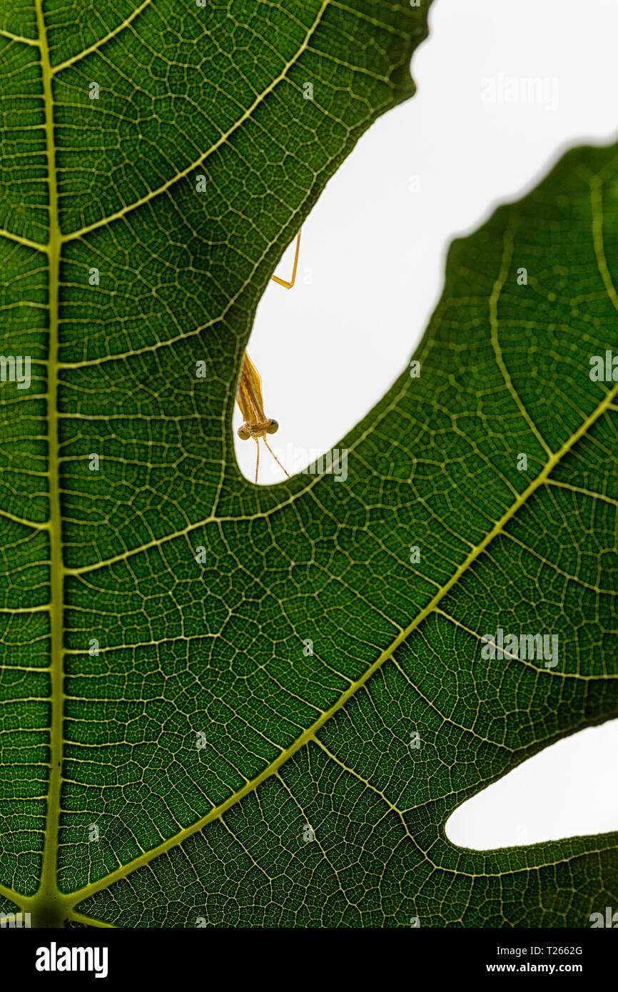 Spain, praying mantis peering out the leaf of a fig tree Stock Photo