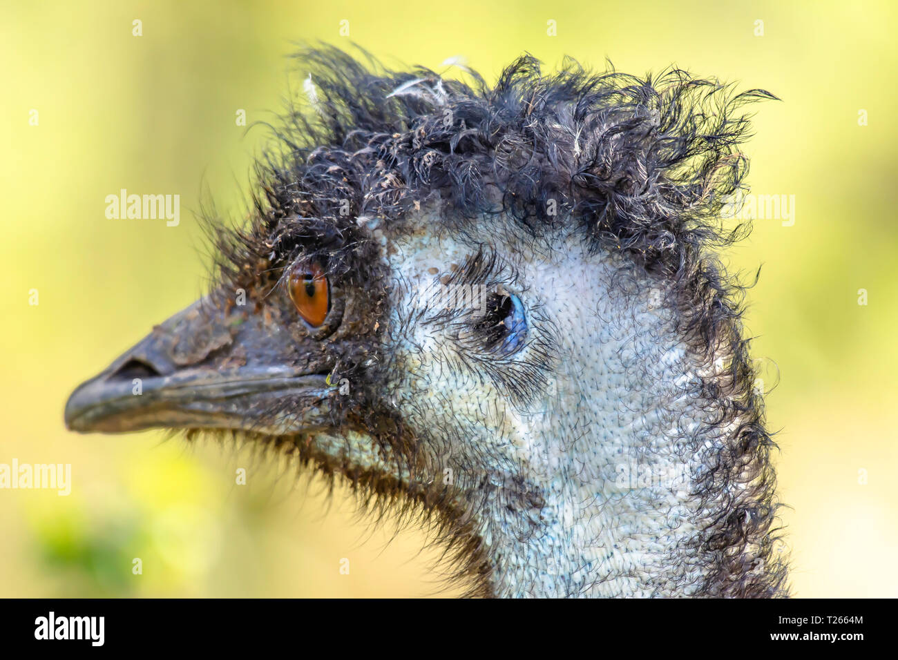Close up profile portrait of emu ostrich looking right.Blurred background.Animal head.Wildlife photography.Largest, flightless specie of bird. Stock Photo