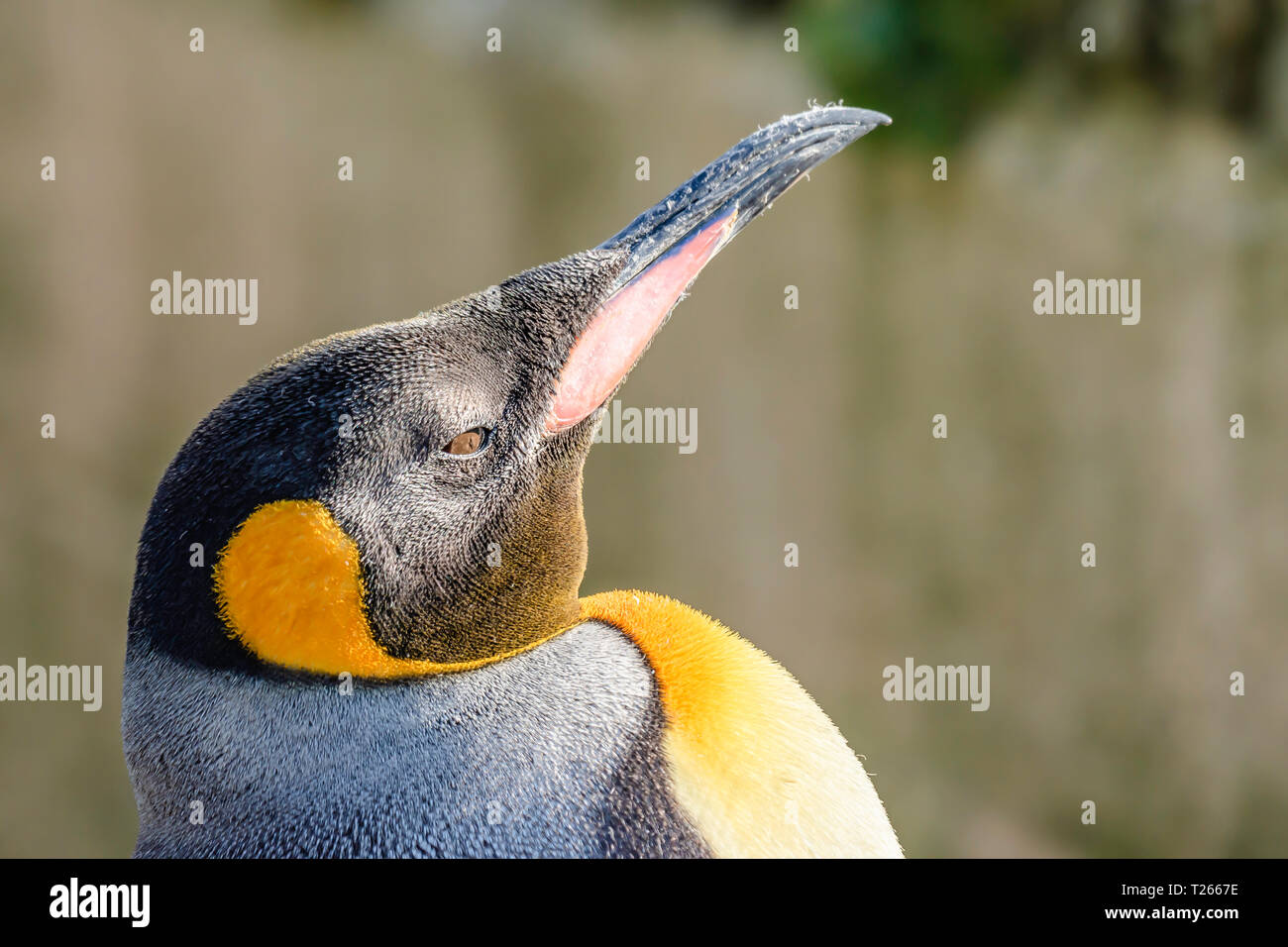 King penguin.Close up, bright profile portrait of majestic, large and colourful, flightless bird.Wildlife photography.Animal head.Blurred background. Stock Photo