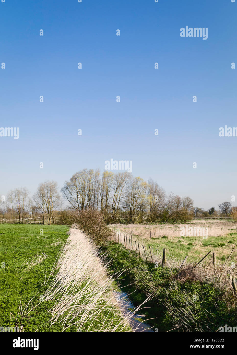 View along a land drain in farmland flanked by tall grasses and trees under a blue sky in spring, Beverley, Yorkshire, UK. Stock Photo