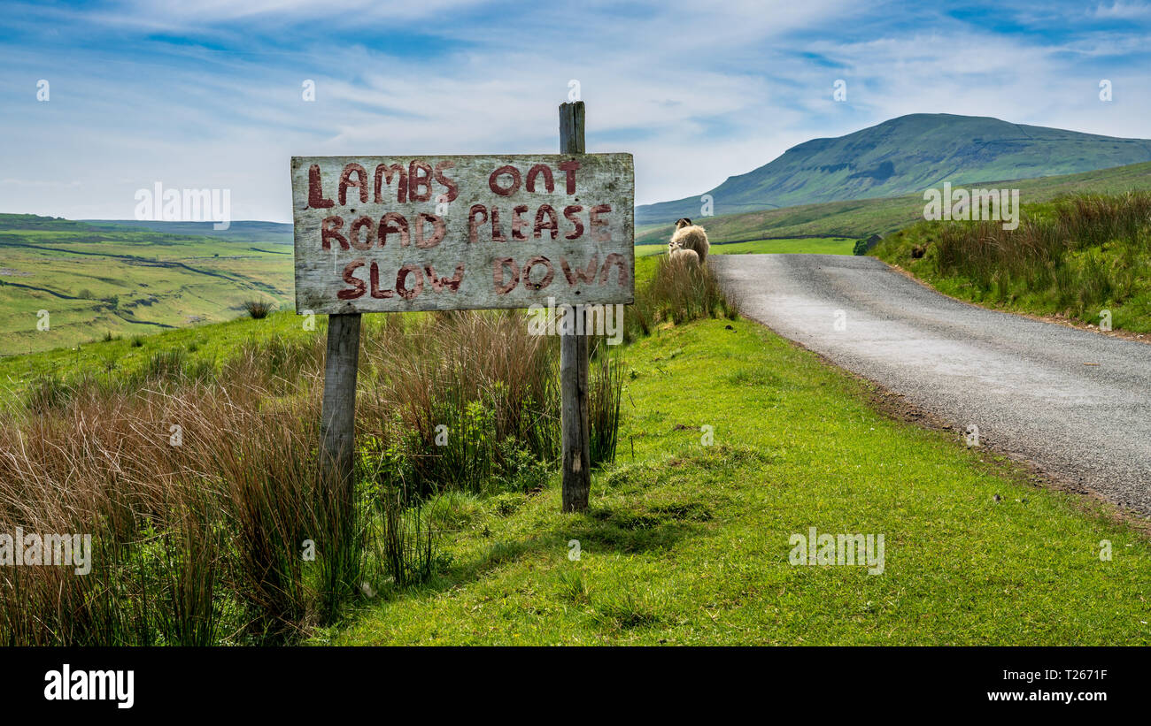 Road please am. Lambs on the Road. Sheep near Lake.