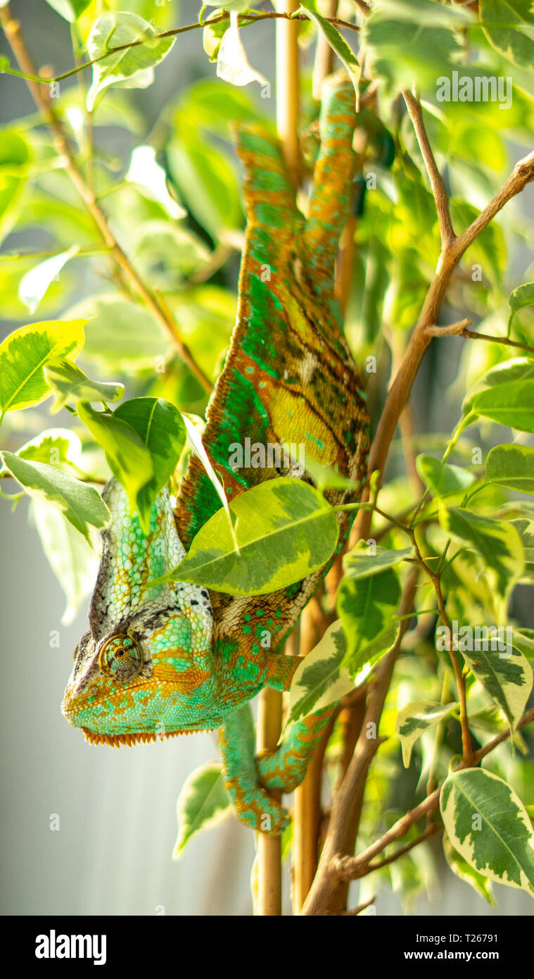 Veiled chameleon hanging in ficus tree Stock Photo Alamy