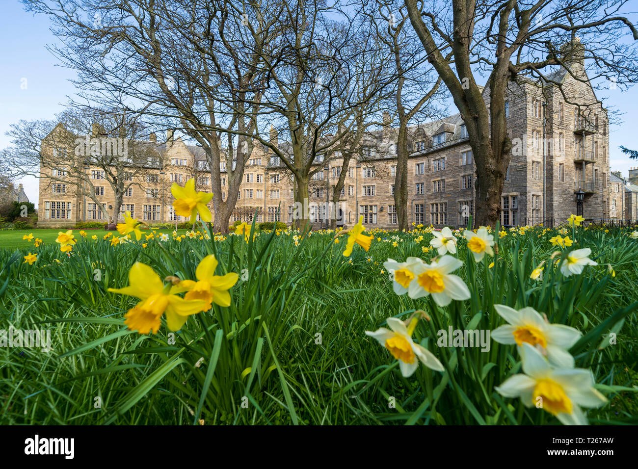 Spring daffodils in garden at St Salvator's Hall of residence , student