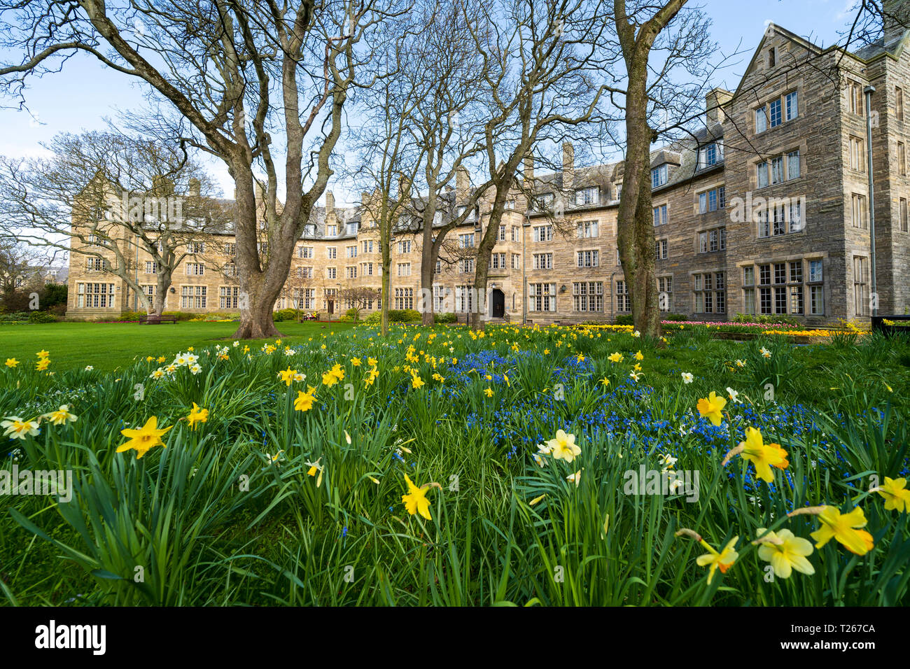 Spring daffodils in garden at St Salvator's Hall of residence , student