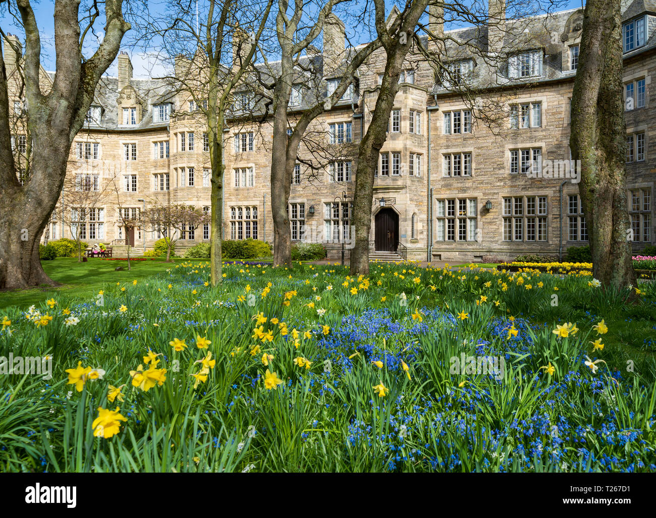 Spring daffodils in garden at St Salvator's Hall of residence , student accommodation, at St Andrews University, Fife, Scotland, UK Stock Photo