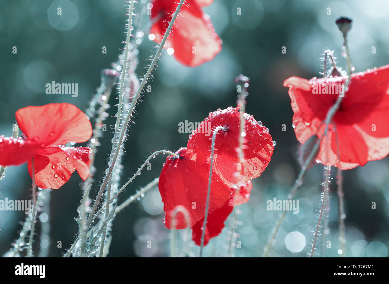 Flower red poppy covered with dew drops on the dark background Stock Photo