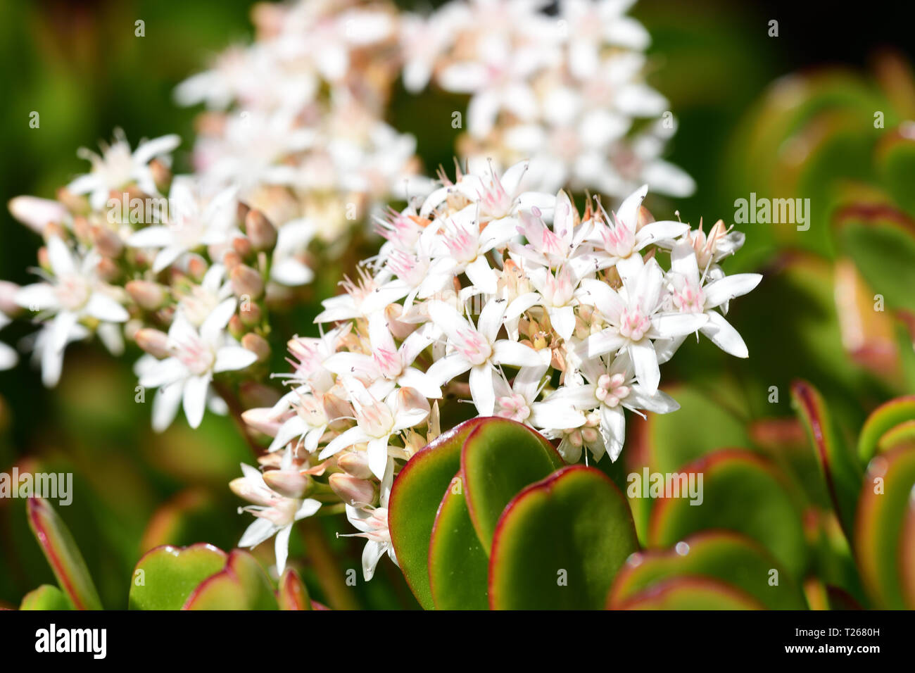Close up of flowers on a jade plant (crassula ovata) Stock Photo