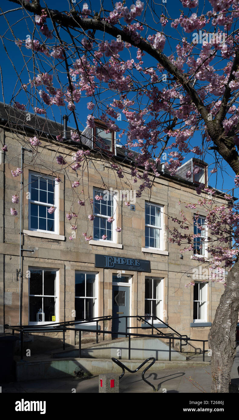 Late March, Scottish Borders, UK - cherry blossom outside a haridressing salon in Simon Square, Kelso, with access ramps at entry. Stock Photo