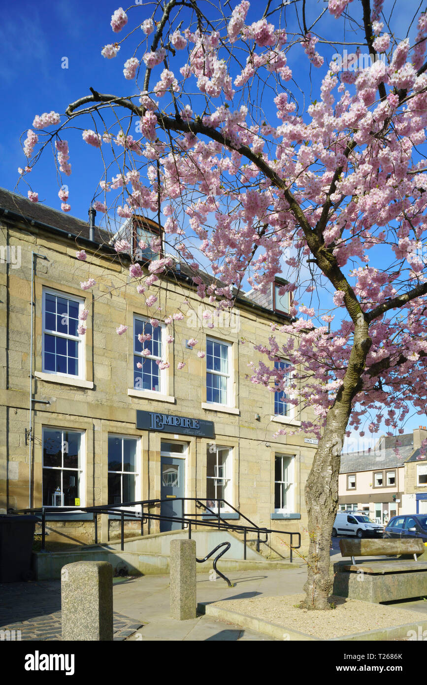 Pink cherry blossom uk building hires stock photography and images Alamy