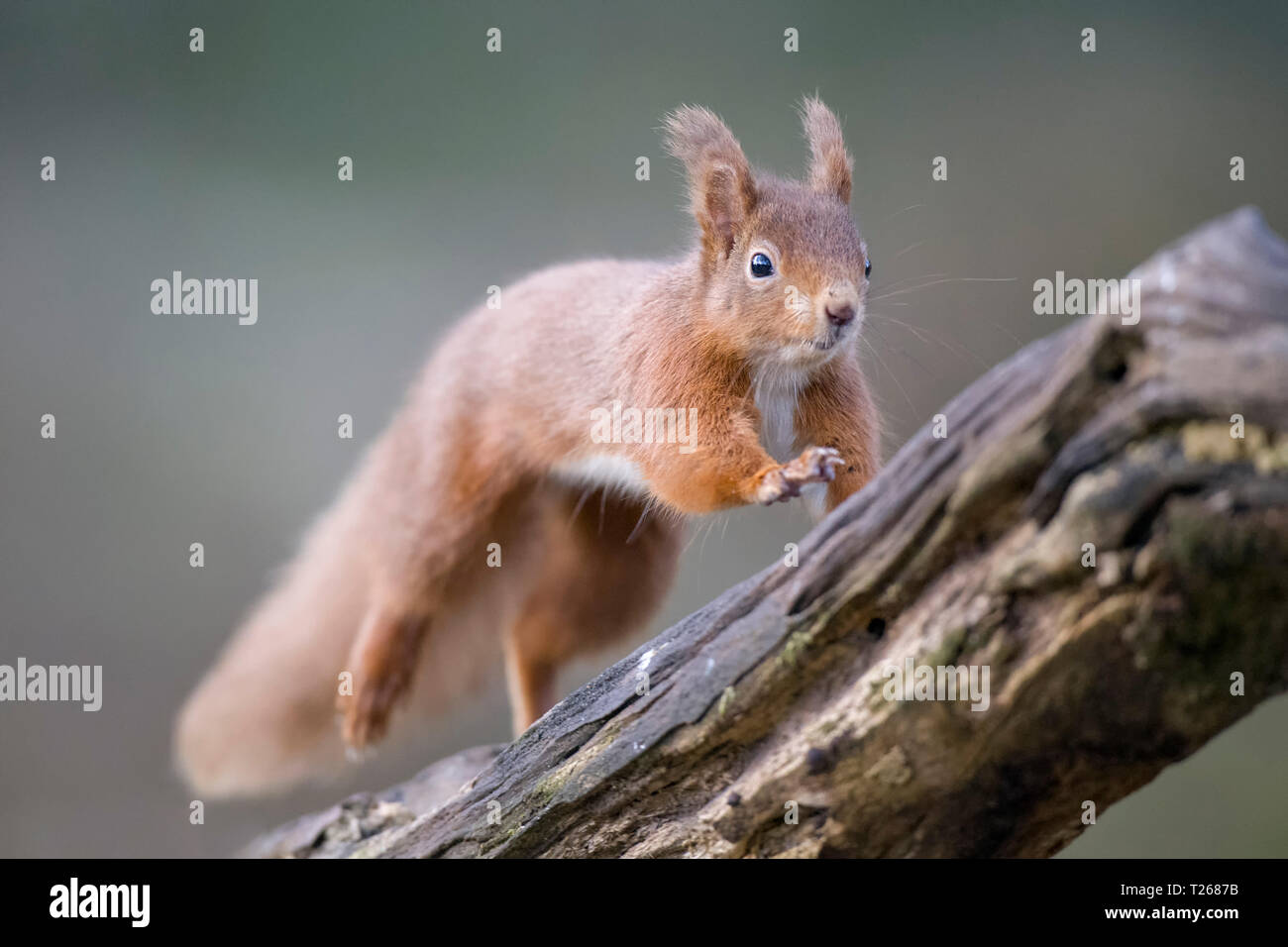 Jumping Eurasian red squirrel Stock Photo